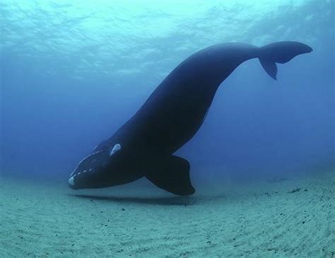 north atlantic right whale lifespan